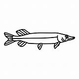 Szczupak Fish Pike Przyczajony Gills Kolorowanka Druku Seafood Iconfinder Kolorowanki Dxf Wydrukuj Malowankę Clipartmag Drukowanka Wydruku sketch template