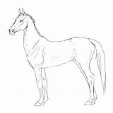 Teke Akhal Horse Lineart Stallion Drawing Drawings Google Horses Deviantart Draw sketch template