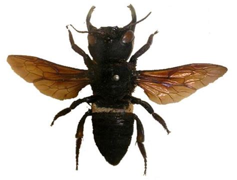 Top 4 Biggest Bees And Hornets In The World