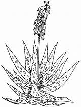 Aloe Barbadensis Miller Ausmalbilder Hyacinth Kaktus Blumen Cactus Malvorlage Colouring Kraeuter Blaetter Einfache Malvorlagen Canarias Designlooter Desert Sketches Coloringbay Supercoloring sketch template