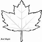 Maple Leaf Coloring Pages Palm Printable Leaves Color Drawing Getcolorings Clipartmag Getdrawings Print Outline sketch template