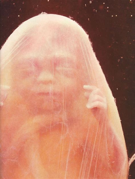living  week  human fetus photographed   womb