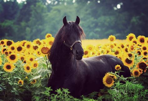 horse  sunflowers hoofbeats pinterest