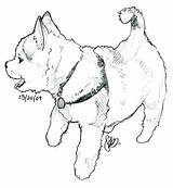 Husky Siberian Getcolorings sketch template