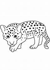 Cheetah Indiaparenting Colouring Justin sketch template