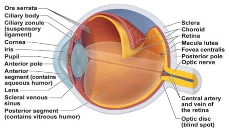 anatomy  retina  robin singh bmco