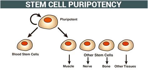 Stem Cells Types Sources And Its Importance In The