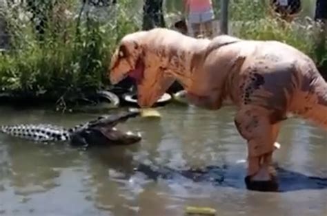 man dressed as t rex teases huge alligator with its dinner daily star