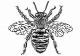 Bee Queen Coloring Printable Pages Edupics Large January sketch template