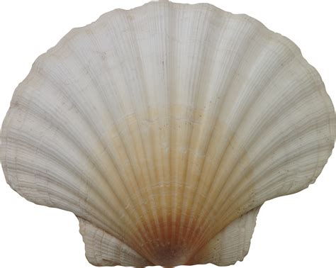 seashell png images