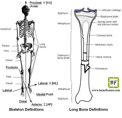 bonefixatorcom anatomy   long bone