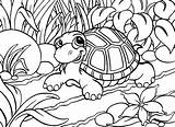 Coloring Pages Schildpad Animal Schildpadden Sports Summer Drawings Kids Outline Embroidery Patterns Book Turtle Bead Happy Baby Pattern sketch template