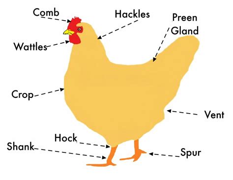 basic chicken anatomy  misadventures   homesteadin mama