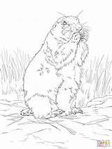 Prairie Dog Coloring Pages Tailed Printable Mother Baby Colorings Drawing Color Realistic Getcolorings Supercoloring sketch template