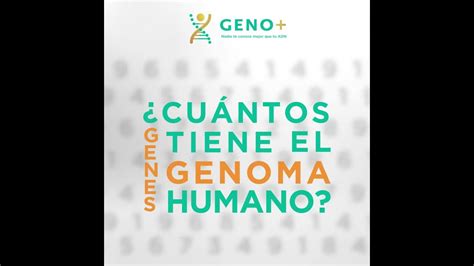 ¿cuántos Genes Tiene El Genoma Humano Youtube