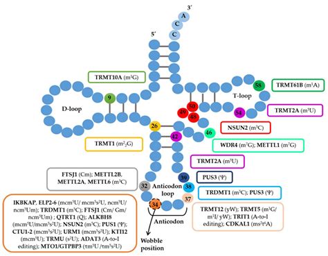 ijms  full text impact  trna modifications  trna modifying enzymes  proteostasis