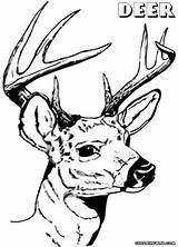 Deer Head Coloring Pages Colorings Animal sketch template