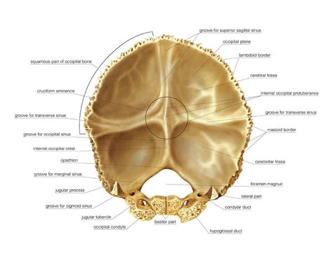 Occipital Bone Photograph By Asklepios Medical Atlas Fine Art America