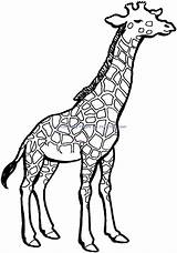 Girafe Greluche Coloriages Clipartmag Giraffes sketch template