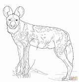 Wild Dog African Coloring Pages Drawing Printable Color Dogs Hunting Drawings Draw Print Super sketch template