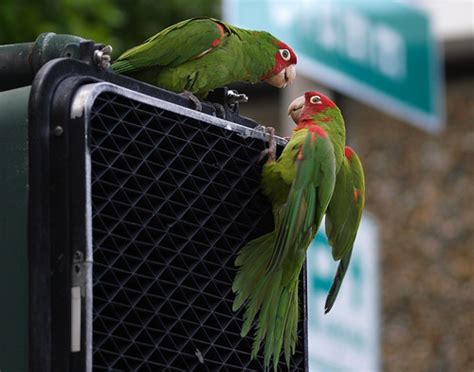parrot pair  walk signal processing    calif flickr