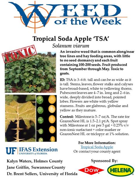 weed of the week tropical soda apple panhandle agriculture