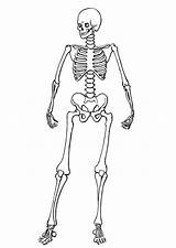 Coloring Pages Skeleton Skeletons Kids Printable sketch template