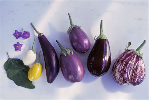 kind  eggplant