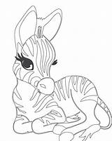Zebra Coloring Pages Baby Cute Head Sheets Printable Zebras Colouring Drawing Print Kids Color Animal Getcolorings Getdrawings Clipart Tech High sketch template