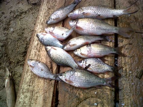 Lokasi Memancing Ikan Di Aceh Timur Lokasi Memancing Ikan Kakap Kerapu