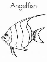 Pages Coloring Angelfish sketch template