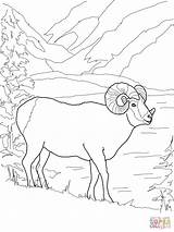 Argali Kolorowanka Supercoloring Mouflon Dzika Owca Muflon Kolorowanki Mammals Coloringhome Kaynak Kategorii sketch template