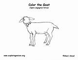 Goat Coloring Exploringnature sketch template
