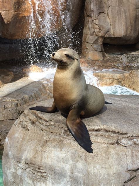 images nature wildlife wild zoo seal fauna majestic seals amazing beautiful