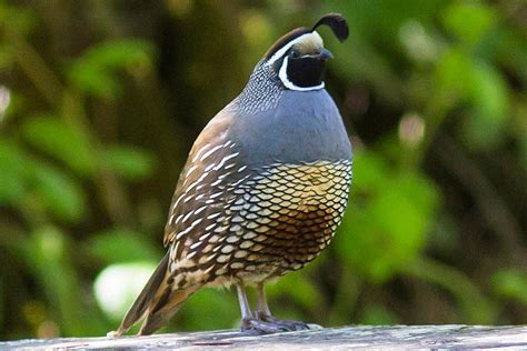 attract quail backyard birding