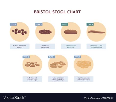 bristol stool chart  medicine description vector image