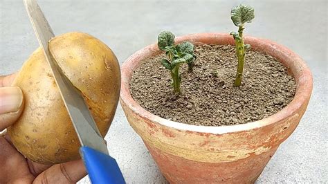 grow potato easily  cutting grow  home youtube