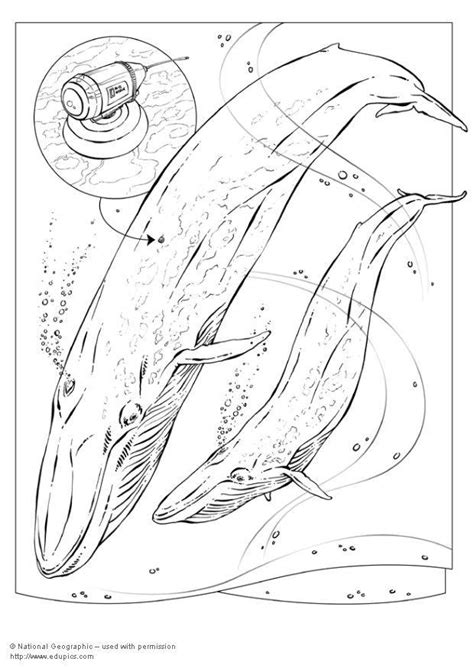 coloring page blue whale img