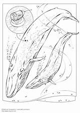 Coloring Whale Blue Para Colorear Dibujos Imágenes Pages Large Edupics Las Maestra Imagen Escuela Printable sketch template
