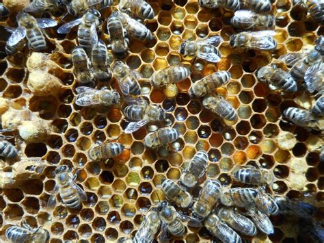 het verschil tussen honingbij solitaire bij hommel en wesp