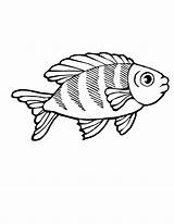 Fish Poisson Animaux Coloriages Marins Youngandtae Albumdecoloriages Fishes sketch template