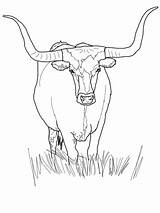 Longhorn Texas Coloring Cattle Outline Pages Drawing State Printable Categories Getdrawings sketch template