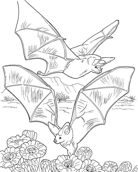 bat outline coloring page  printable coloring pages  kids