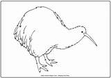 Kiwi Zealand Colouring Coloring Pages Printable Print Outline Designlooter Drawings 324px 34kb Activityvillage sketch template