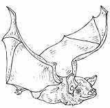 Bat 2118 Coloring Animals Printable Pages Kb sketch template