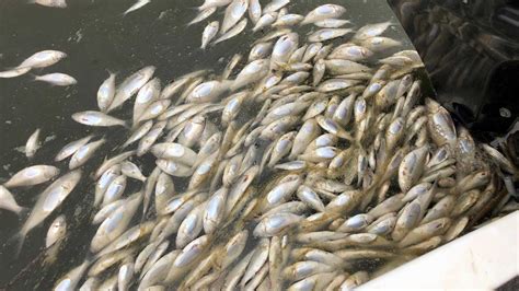 mass fish deaths  nsws  west