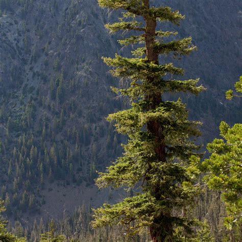 douglas fir   common north american trees