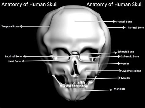 manash subhaditya edusoft human skeleton system boney  infrastructure  human body