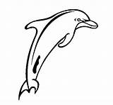 Coloring Dolphin Adult Coloringcrew sketch template