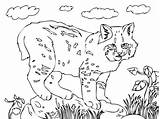 Bobcat Coloring Pages Cute Printable Drawing Color Bobcats Realistic Categories Getcolorings Getdrawings Supercoloring Clipart Silhouettes Print sketch template